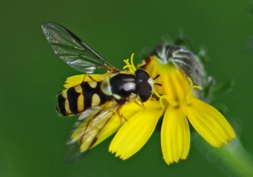 Réf. 214 370 : Dasysyrphus albostriatus